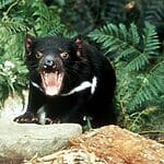 What Is Killing The Tasmanian Devil?