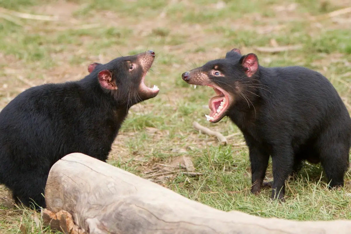 What Is Killing The Tasmanian Devil?  