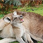 What Is The Difference Between A Kangaroo And A Wallaby?