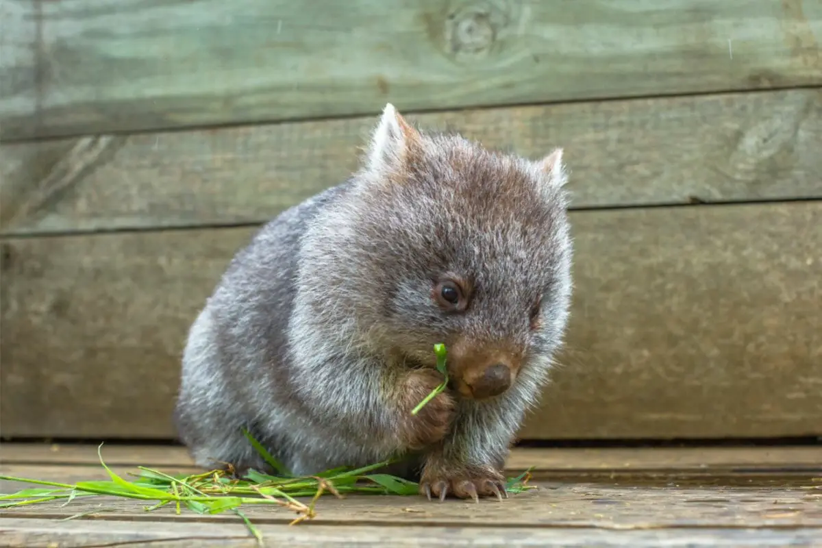 What Other Grasses Do Wombats Eat?