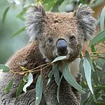 What Should I Do If A Koala Bites Me? Lonepinella Infection