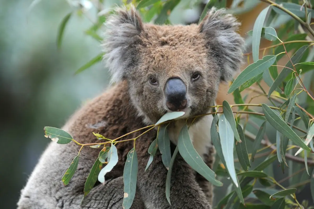 What Should I Do If A Koala Bites Me? Lonepinella Infection
