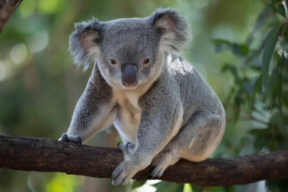 What Sound Does A Koala Make