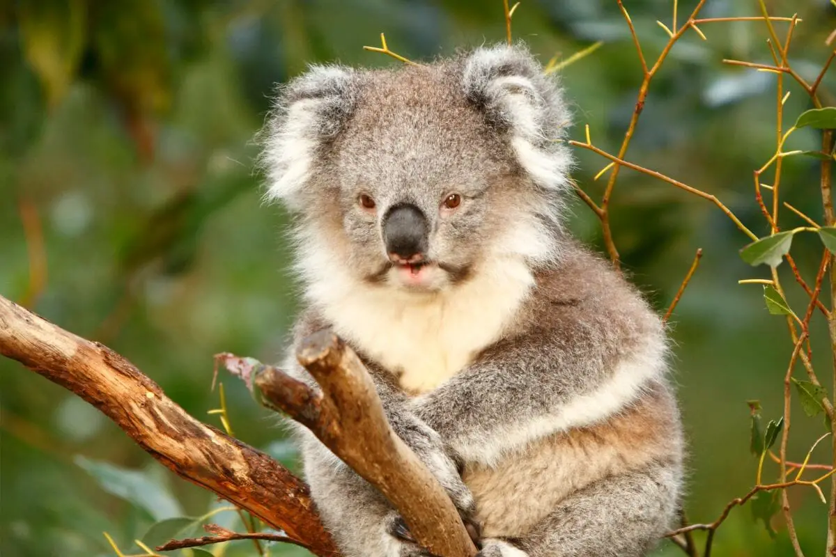 What Sound Does A Koala Make