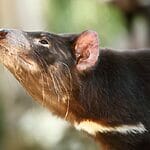 What Would Happen If The Tasmanian Devil Went Extinct