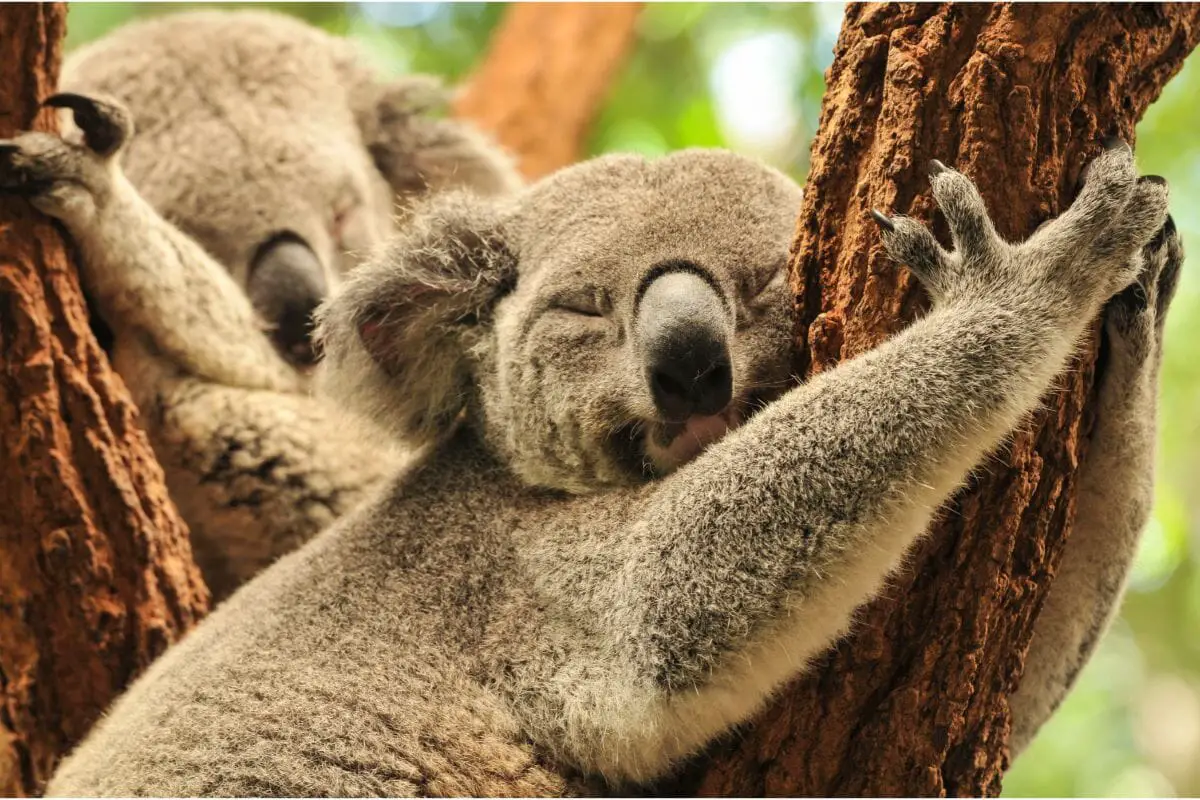 Which Animal Sleeps 22 Hours A Day? [You Guessed It - The Koala!]