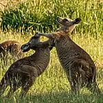 Why Do Kangaroos Box Each Other?