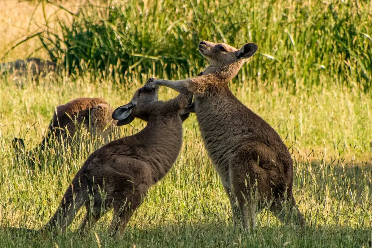 Why Do Kangaroos Box Each Other