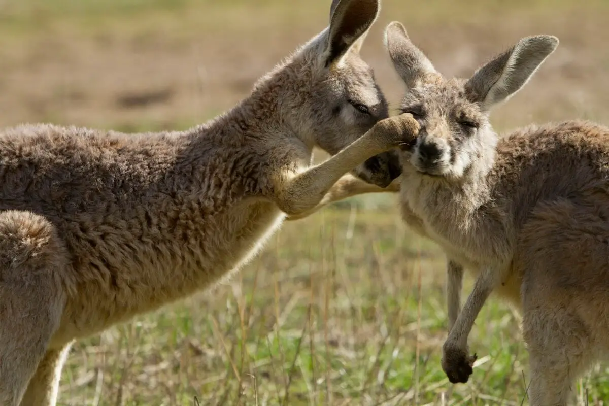 Why Do Kangaroos Box EachOther