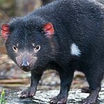 Why Do Tasmanian Devils Ears Turn Red? (When & Why?)