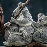 Why Does A Koala Have A Back To Front Pouch? Let Me Explain