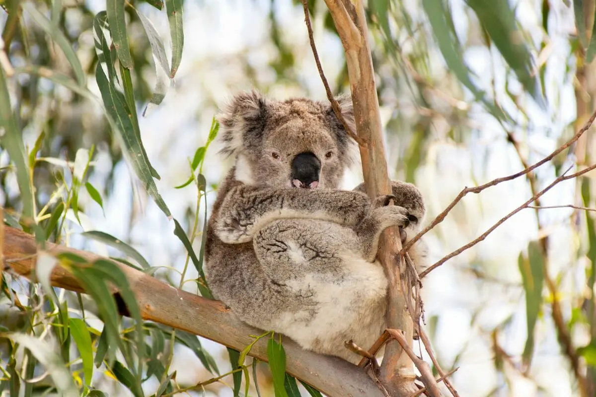 Why Does A Koala Have A Back To Front Pouch