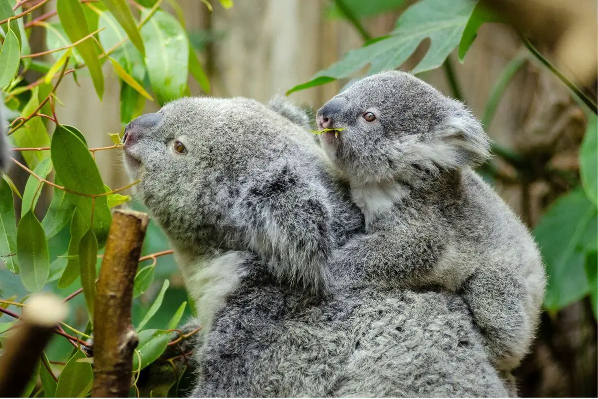Why Koalas Are Called ‘Koala Bears’? But In Fact They’re Far From It