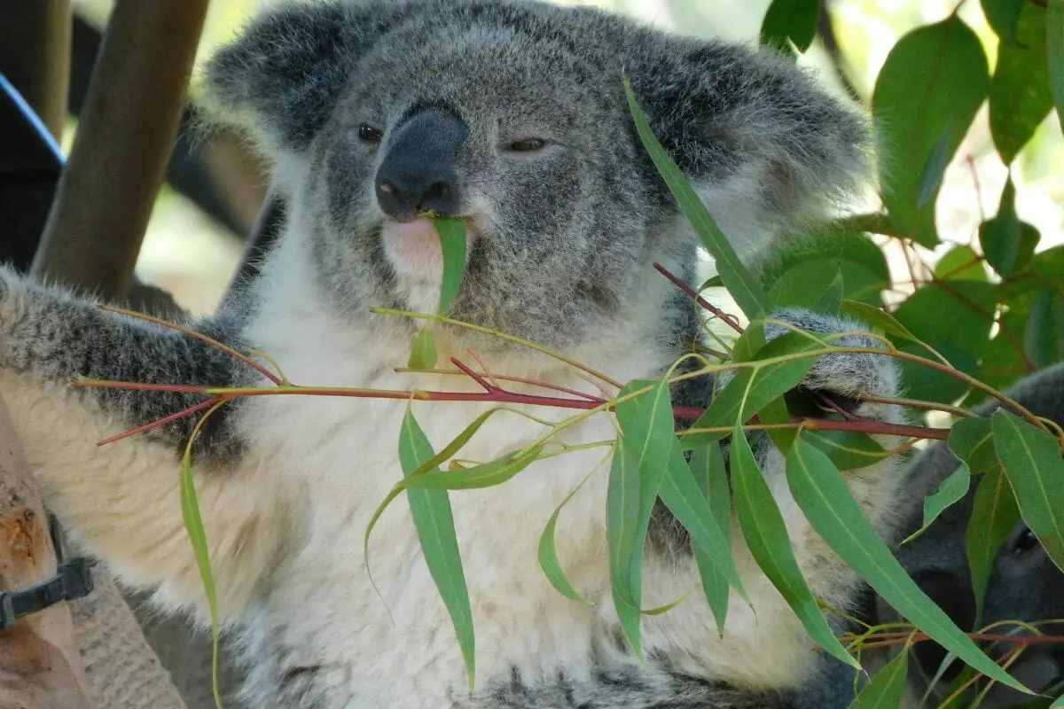 Why Koalas Are Called ‘Koala Bears’? But In Fact They’re Far From It 