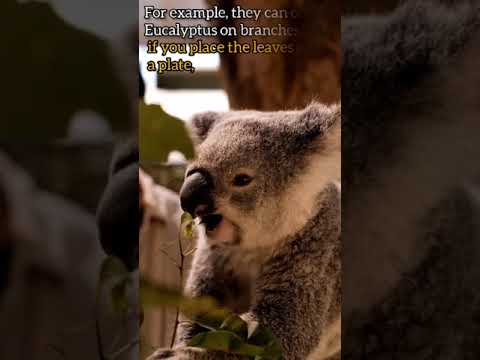 Are Koalas Smart? The Truth About Their Intelligence Revealed