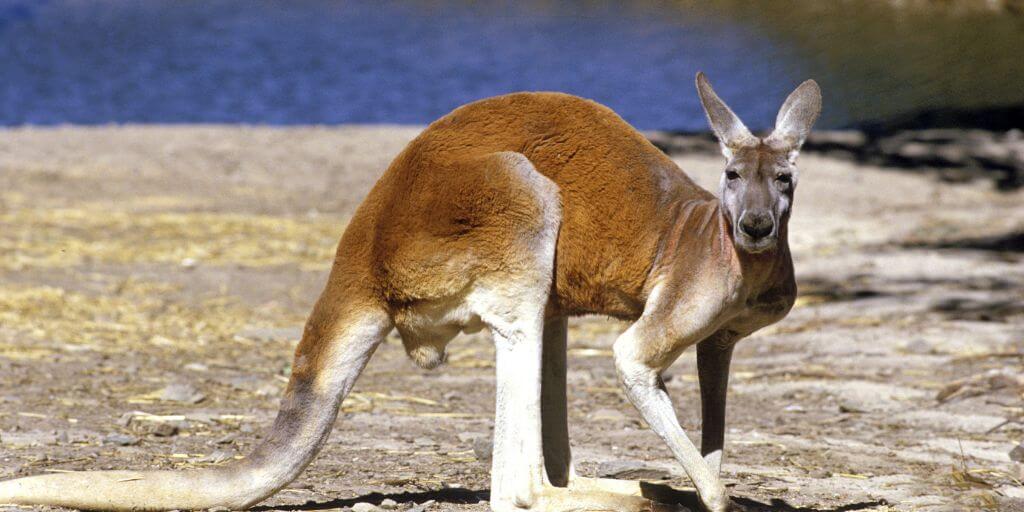 kangaroo 