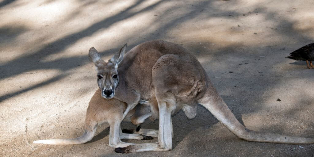 kangaroo breastfeeding