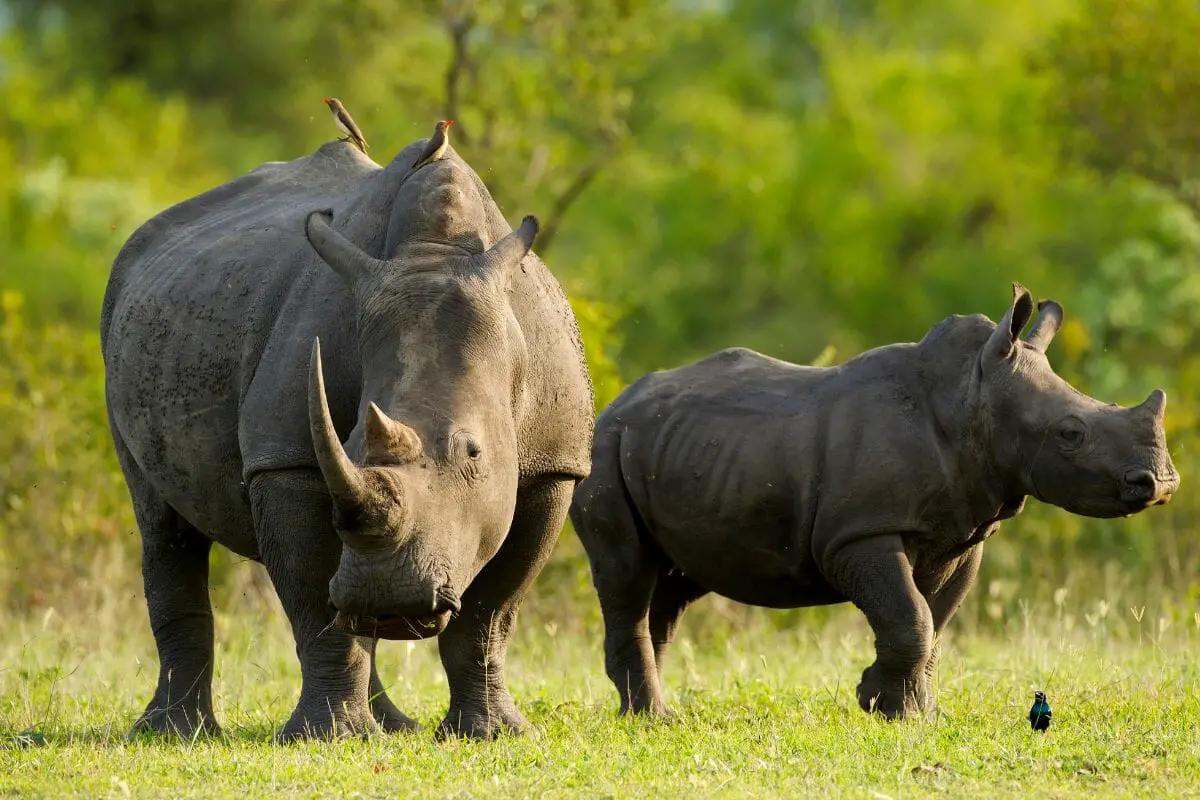 5 Endangered Species Most Affected By Poaching
