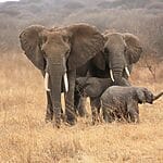 A Guide To Wildlife Conservation Efforts In Tanzania