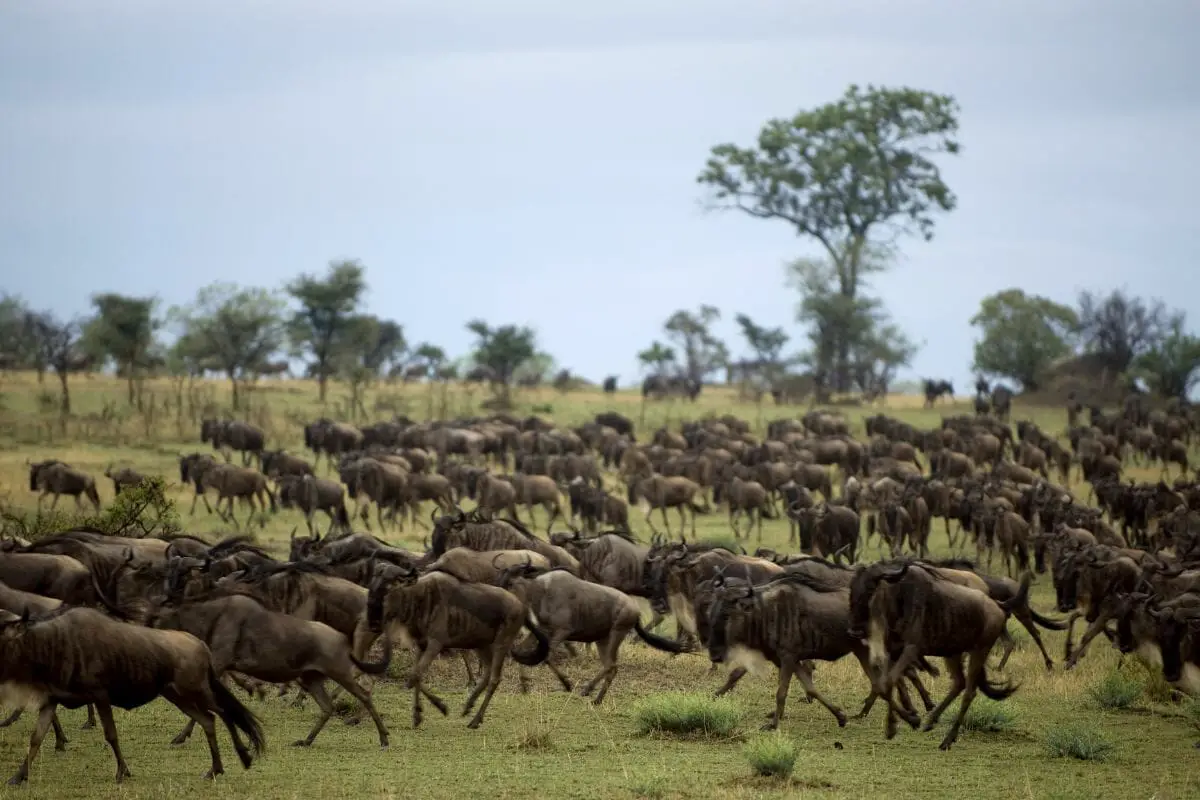 A Guide To Wildlife Conservation Efforts In Tanzania