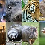 Animals-That-Are-Brave