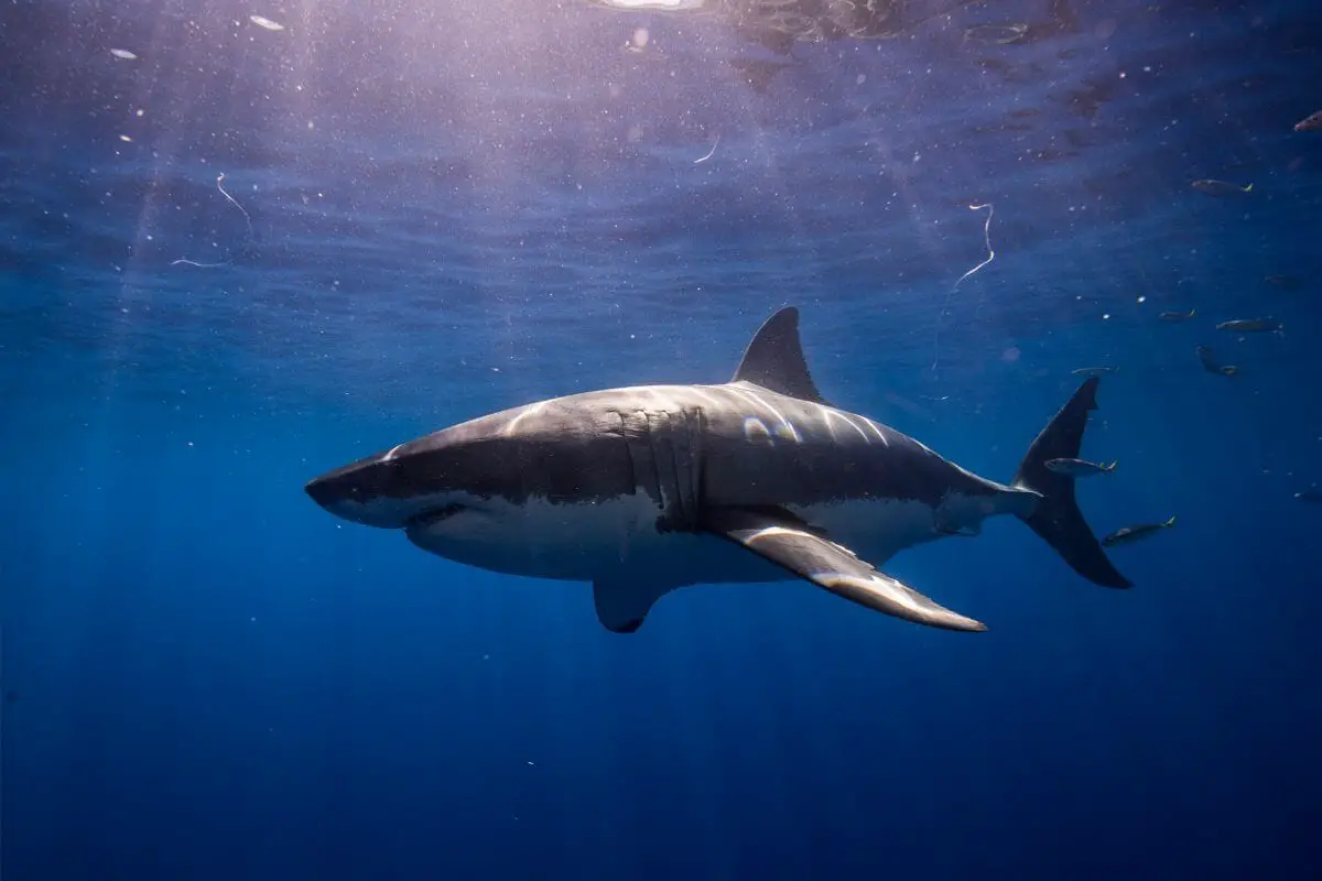 Animals That Are Independent - Great White Sharks