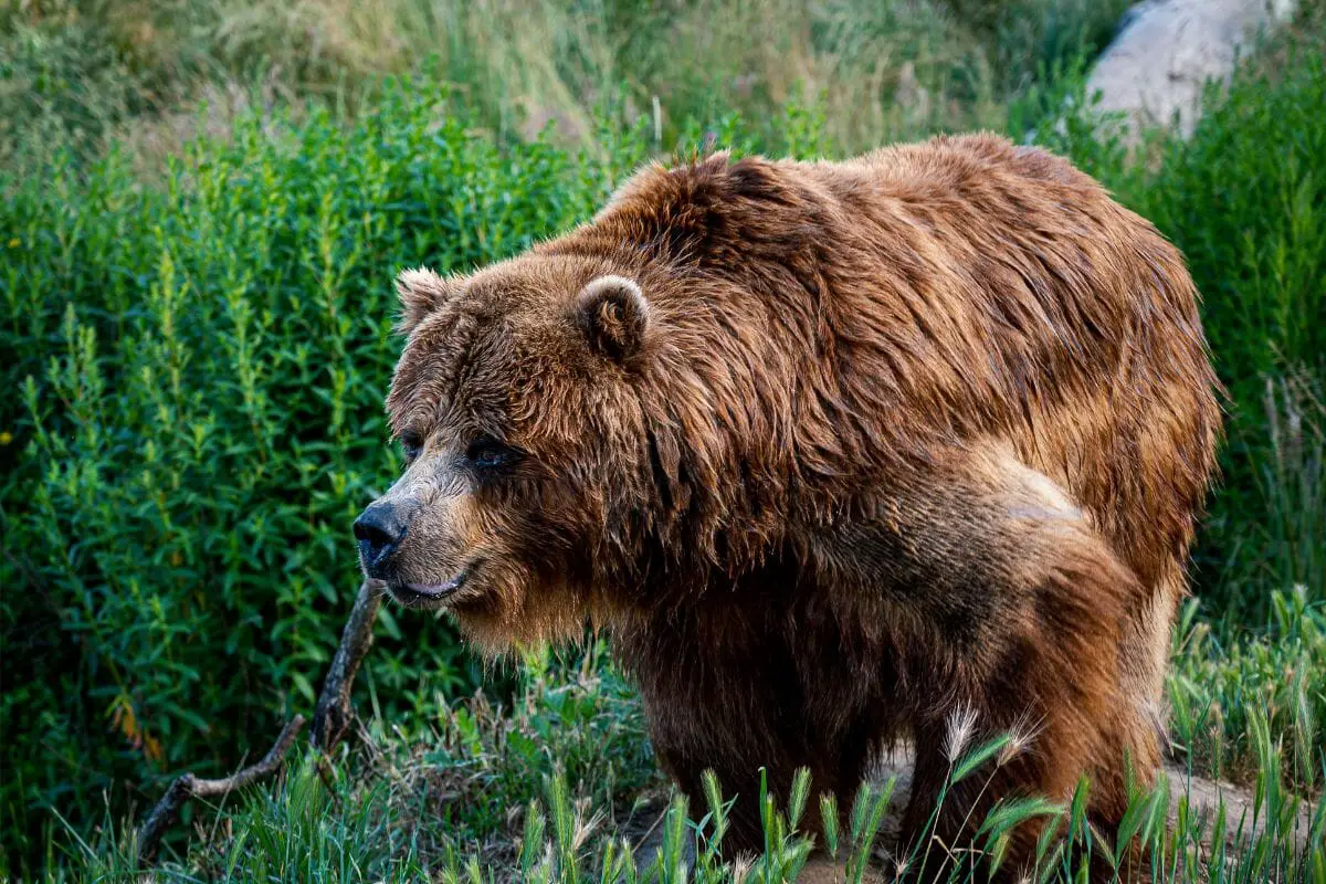 Animals That Are Independent - bears
