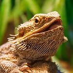 Fascinating Animals That Can Change Gender Naturally Animals That Can Change Gender