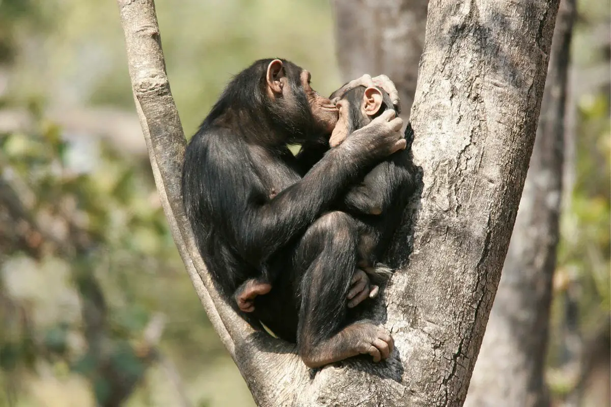 Animals That Climb Trees - Chimpanzee