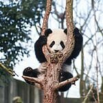 Animals That Climb Trees - Panda