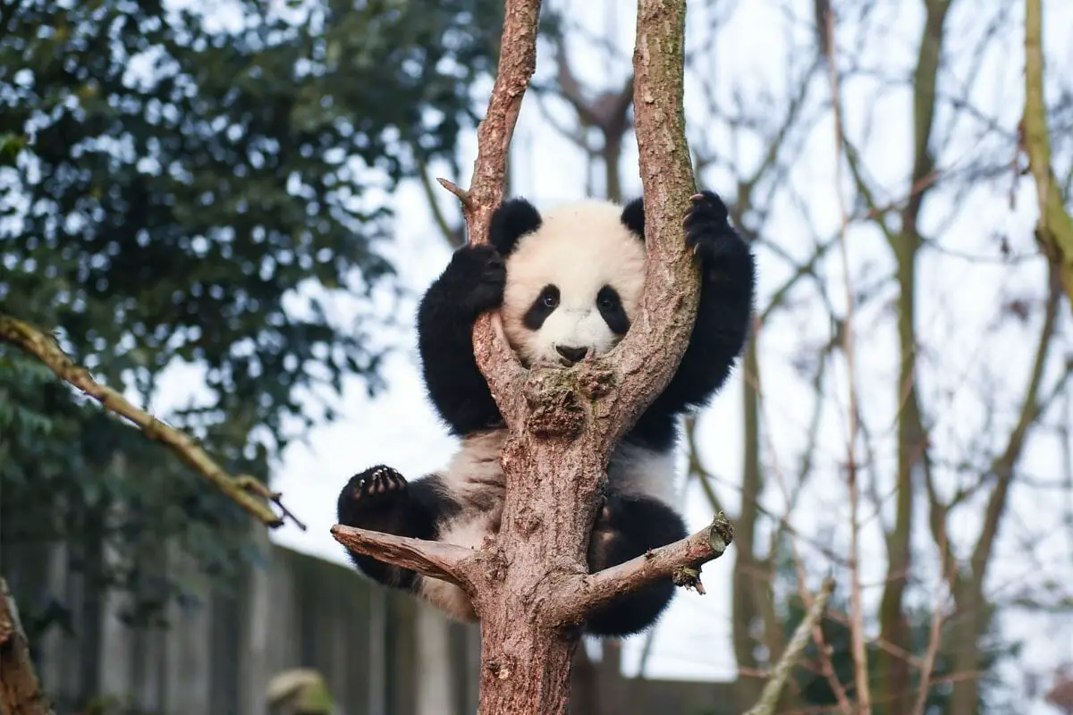 Animals That Climb Trees - Panda