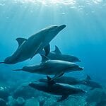 Animals That Don’t Sleep