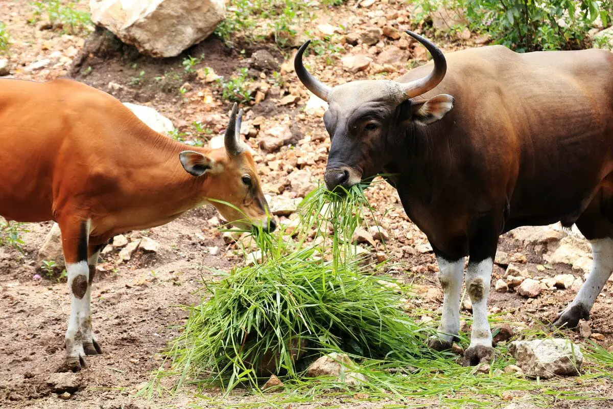 Animals That Eat Grass
