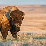 Animals That Live In Colorado