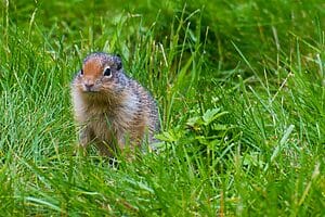 Animals That Live In Temperate Grasslands - Cool Wood Wildlife Park