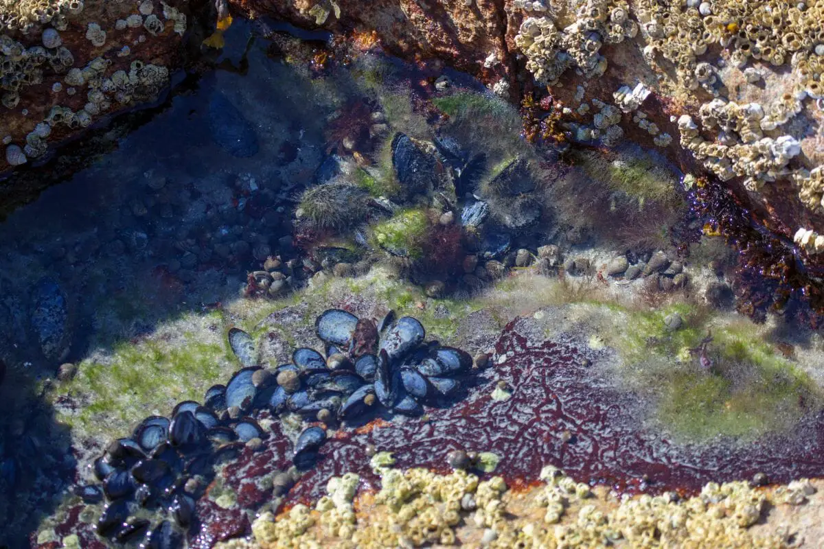 Animals That Live In Tide Pools