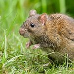 Animals That Look Like Rats