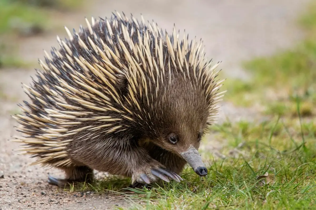 Are Echidnas Marsupials (The Answers Might Surprise You)