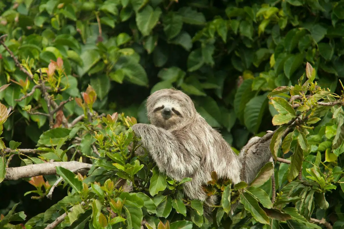 Are Sloths Endangered?
