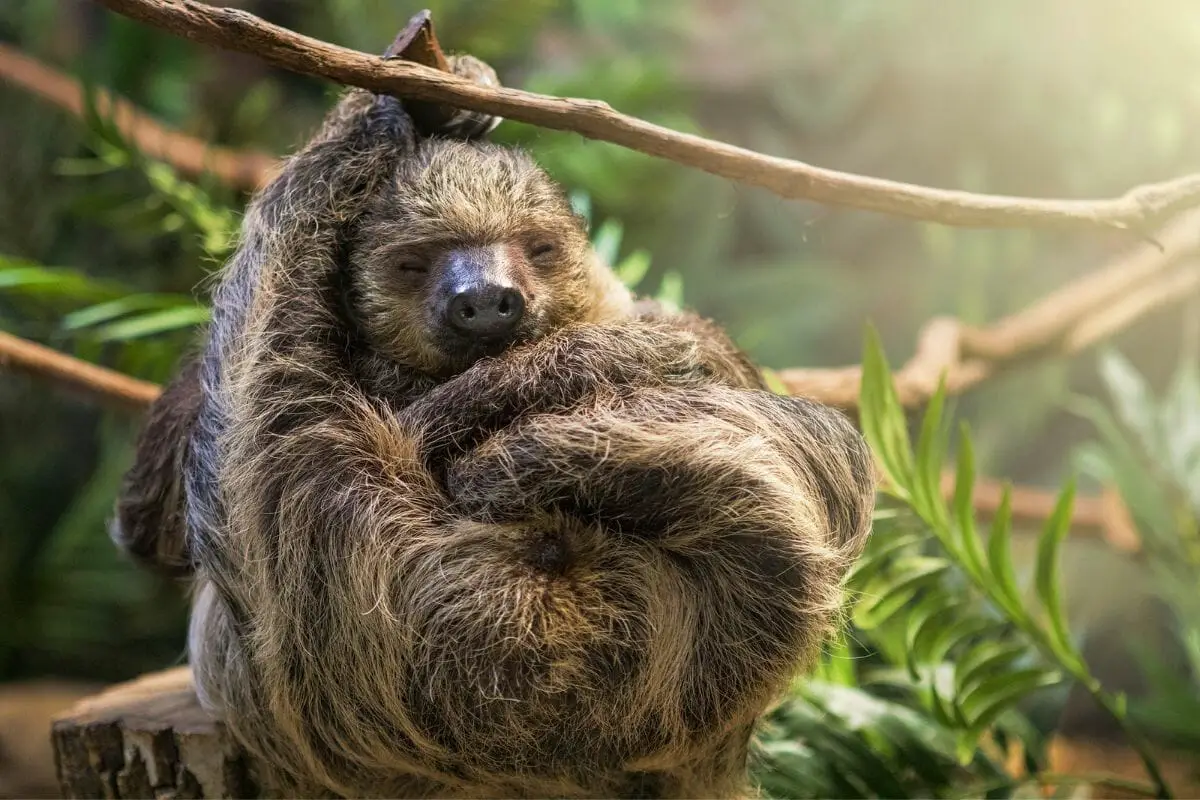 Are Sloths Endangered?
