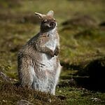 Are There Marsupials Outside Of Australia? [A Guide]