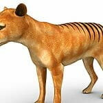 Australian Scientists Plan To Resurrect The Extinct Tasmanian Tiger! Could This Be True Australian Scientists Plan To Resurrect The Extinct Tasmanian Tiger! Could This Be True