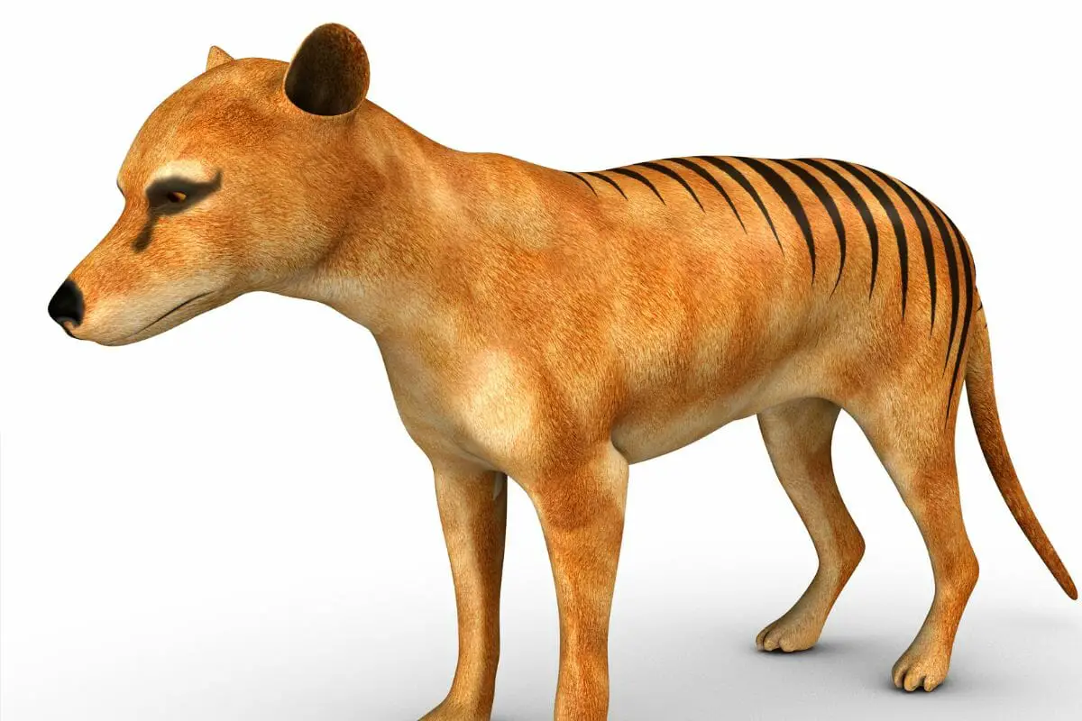Australian Scientists Plan To Resurrect The Extinct Tasmanian Tiger! Could This Be True