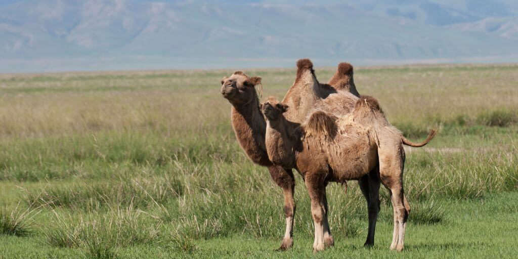 Bactrian Camel