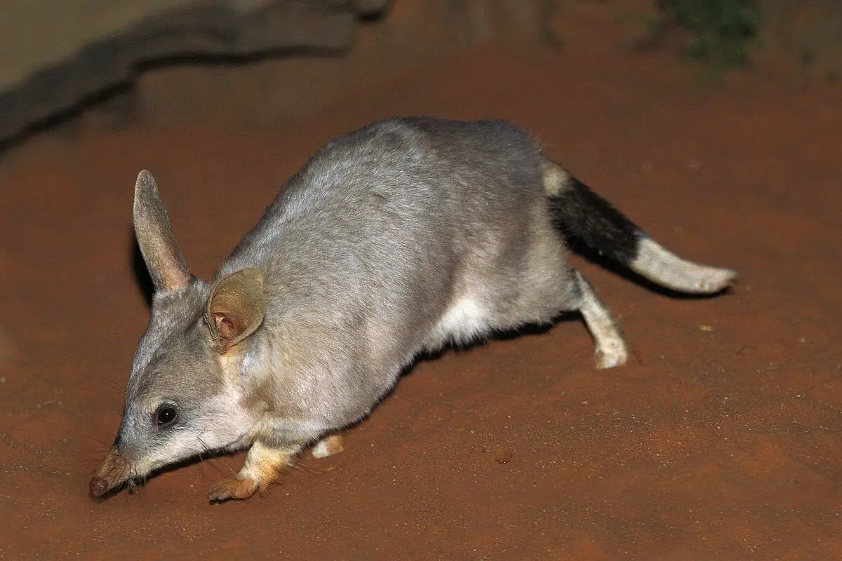 Bandicoots And Bilbies - What’s The Difference (1)