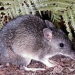 Bandicoots And Bilbies - What’s The Difference
