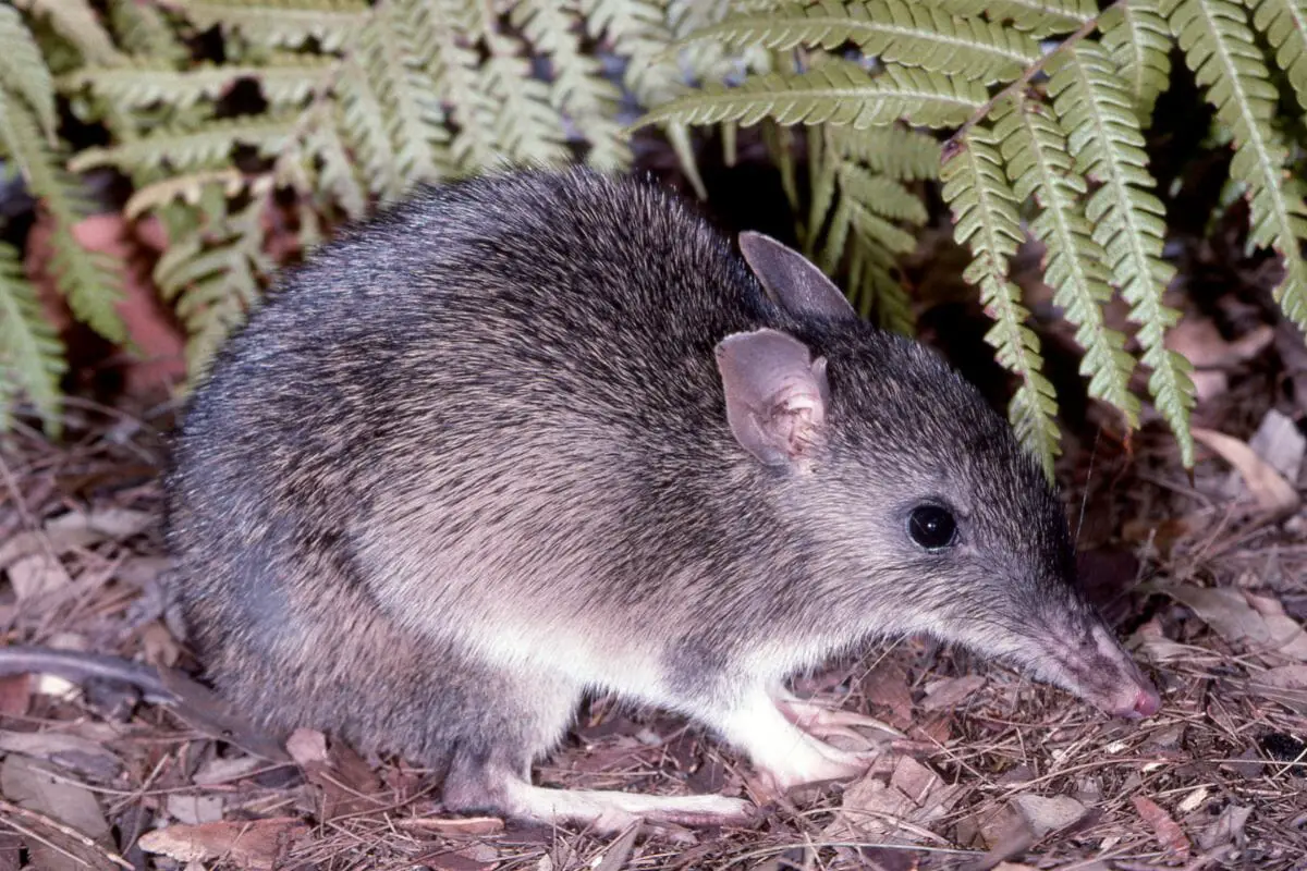 Bandicoots And Bilbies - What’s The Difference