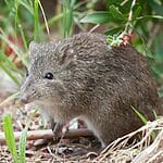 Bandicoots Can Run Up To 15 mph, Can You Believe It?