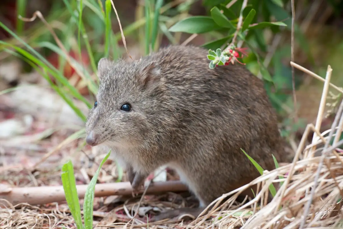 Bandicoots Can Run Up To 15 mph, Can You Believe It