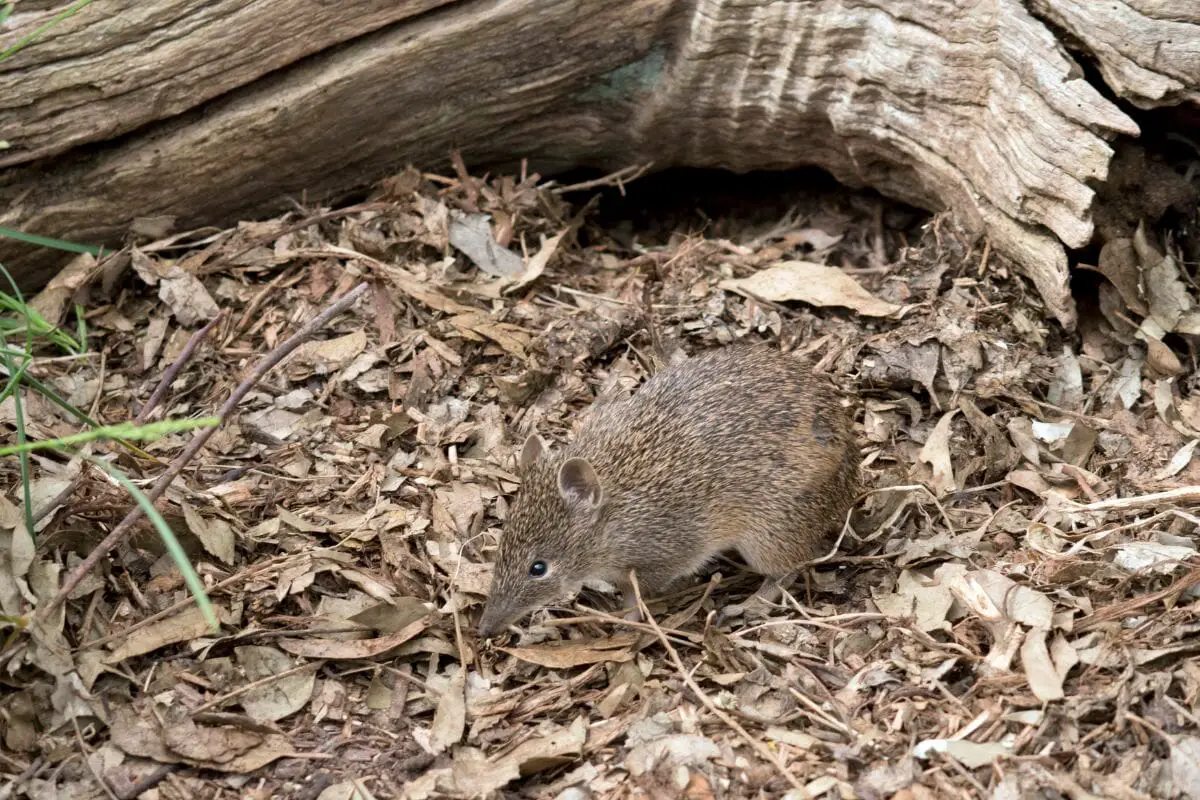 Bandicoots Can Run Up To 15 mph